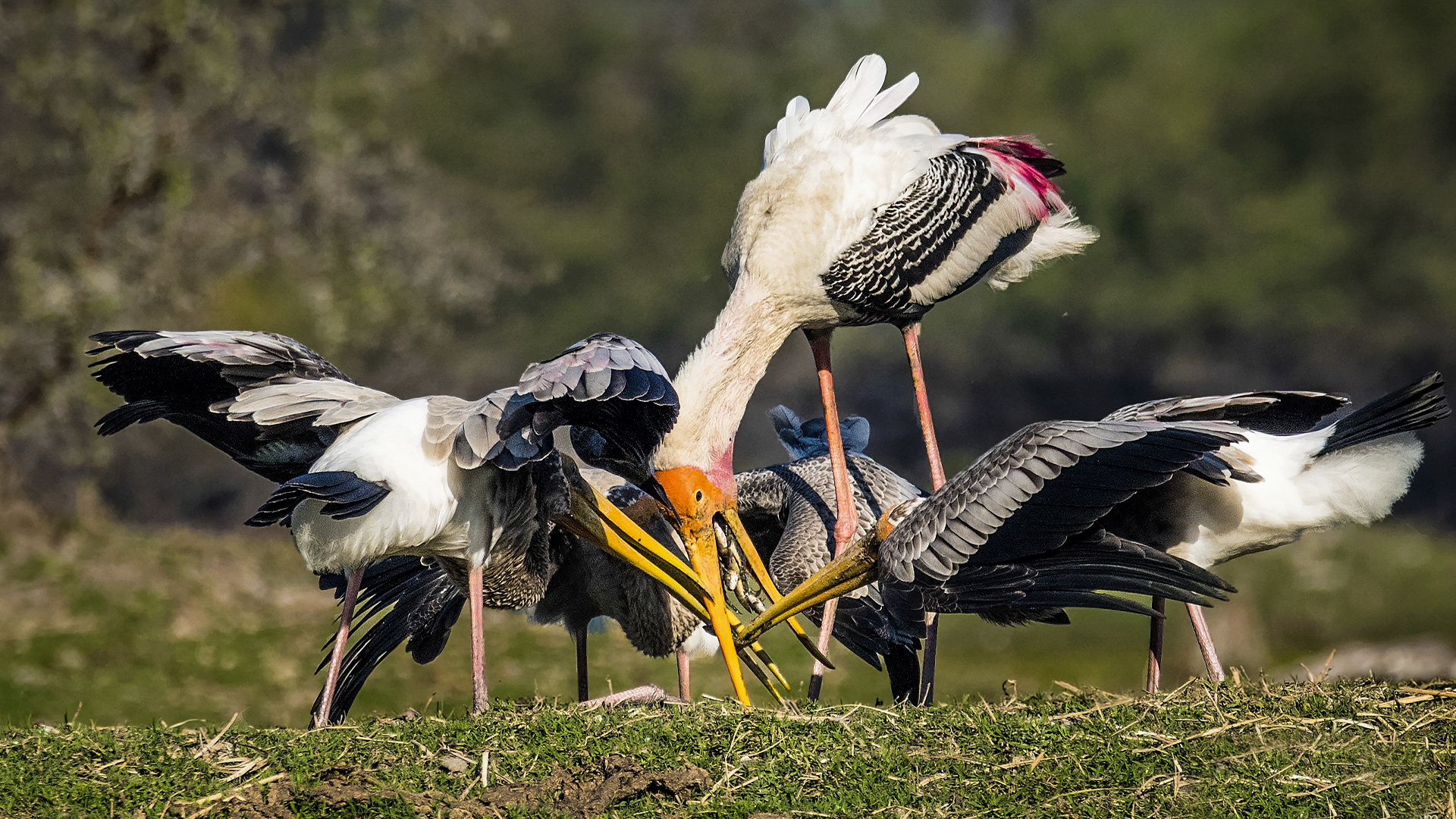 A Mother's Love Painted Stork Feeding its Chicks in Keoladeo National Park © WWW.NEJIBAHMED.COM .jpg